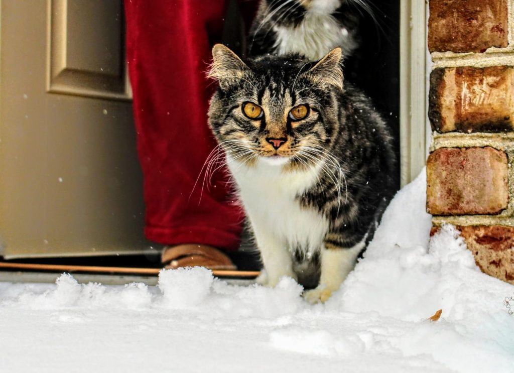 A cute tabby cat standing in snow near a brick wall on a winter day.