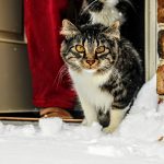 A cute tabby cat standing in snow near a brick wall on a winter day.