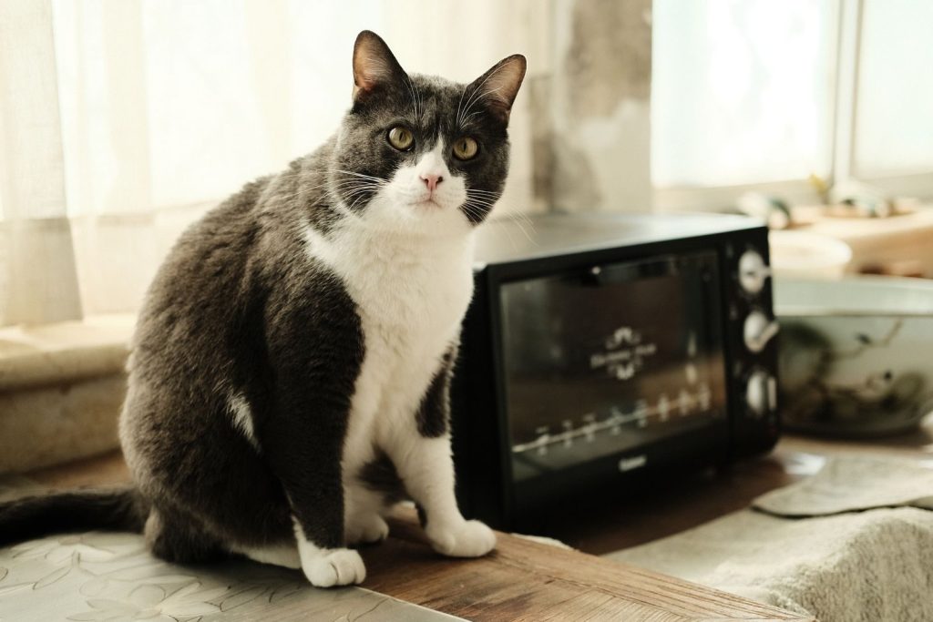 Adorable black and white cat sitting by a countertop oven in a sunlit kitchen setting.
