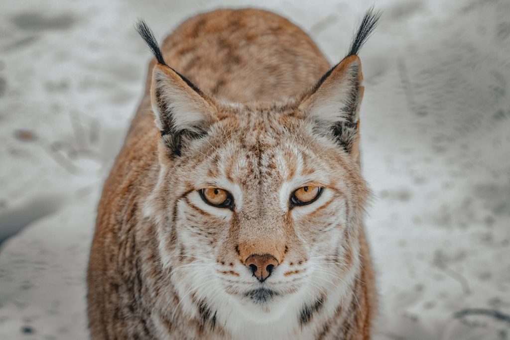 Wild lynx with white and brown fur standing on snowy terrain in countryside in winter day while looking at camera with yellow eyes