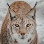Wild lynx with white and brown fur standing on snowy terrain in countryside in winter day while looking at camera with yellow eyes