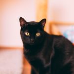 A detailed portrait of a black cat with striking yellow eyes, photographed indoors.