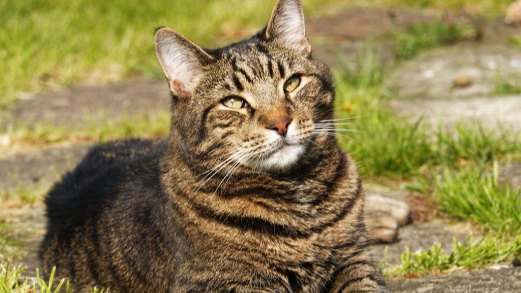 A tabby cat rests on a stone path outdoors.