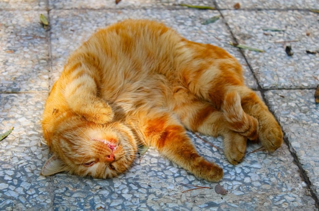 An orange tabby cat sleeps on its back.