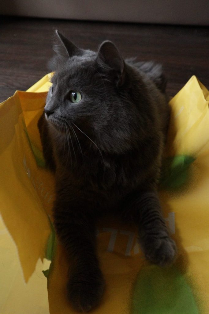 a black cat sitting on top of a yellow bag