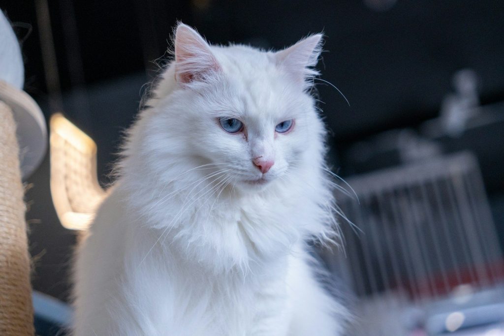 A gorgeous white cat with striking blue eyes.