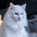 A gorgeous white cat with striking blue eyes.