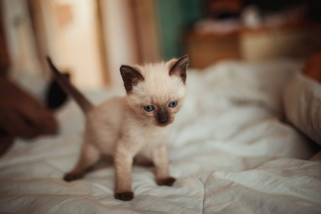 Cute Siamese kitten with blue eyes exploring a bed indoors, showcasing its playful nature.