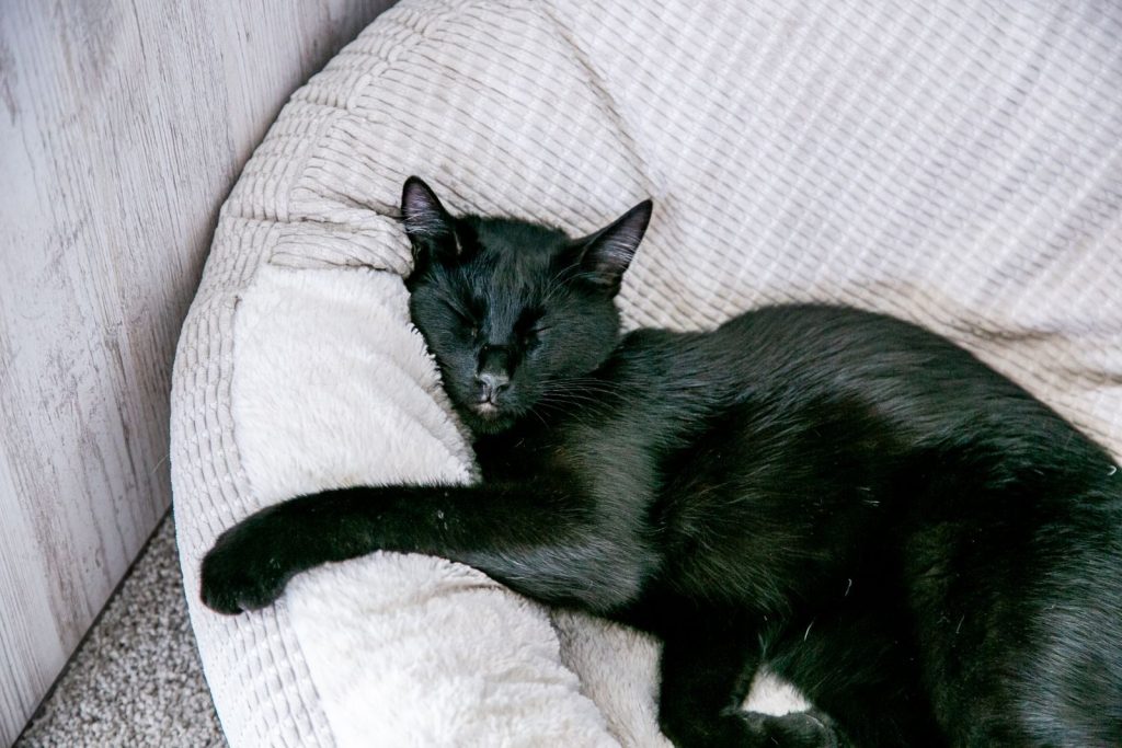 A serene black cat rests comfortably on a plush beige cushion indoors.