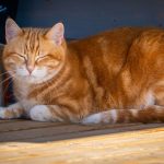 A ginger cat with eyes closed, comfortably lying down indoors in a warm setting.