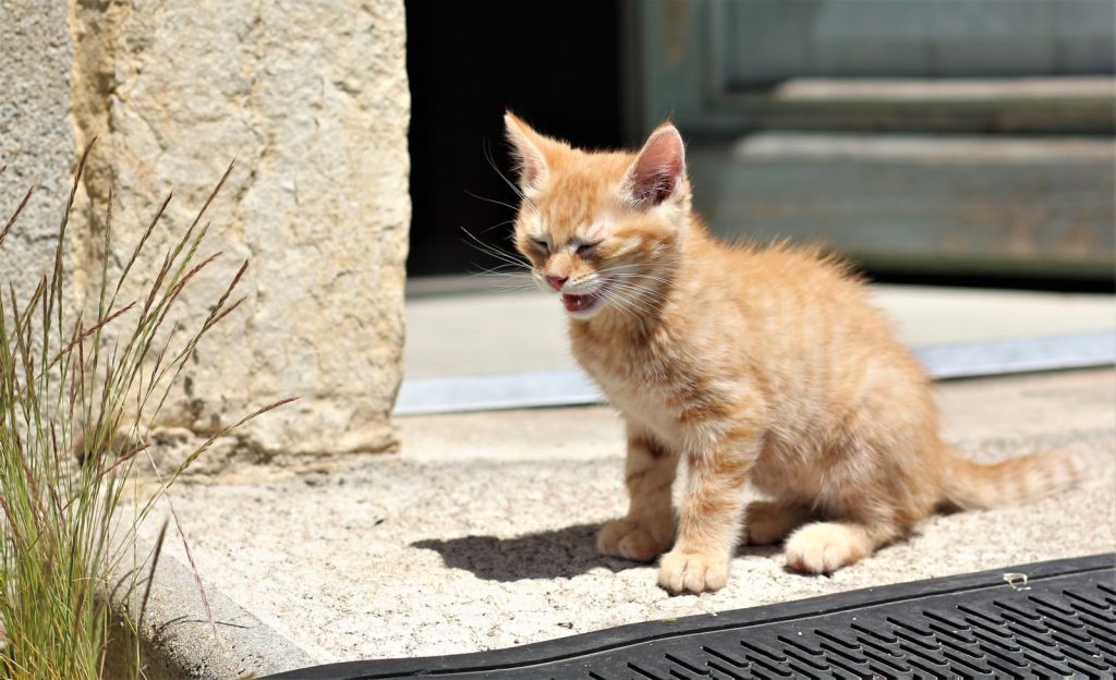 A playful ginger tabby kitten basking in the warm sunlight outdoors in a rustic setting.