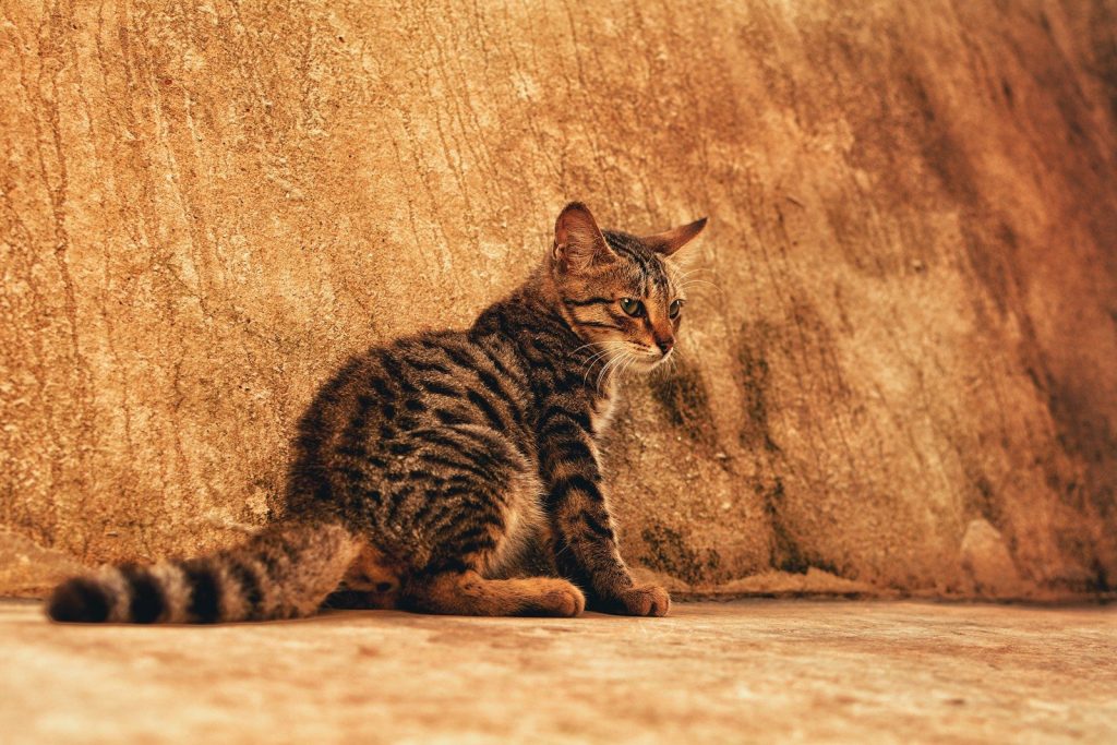 brown tabby kitten