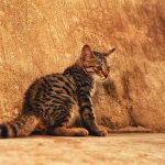 brown tabby kitten