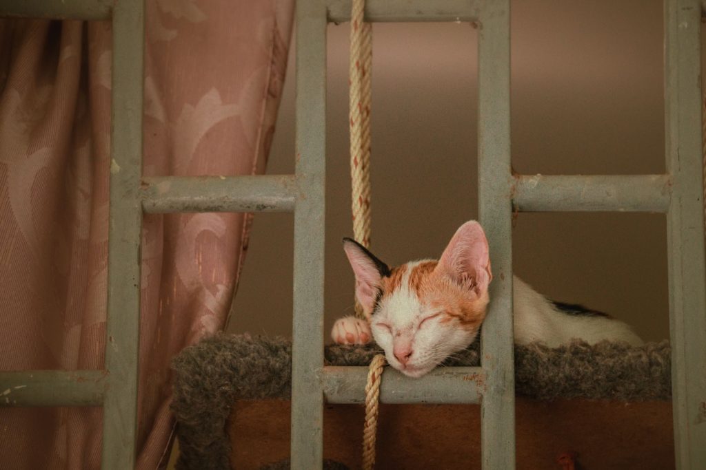 Cute calico cat peacefully napping on a cozy perch inside a house.