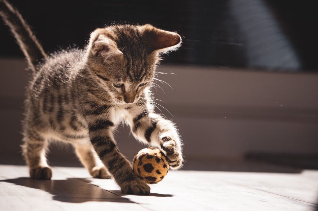 Adorable tabby kitten playing with a ball indoors in bright sunlight, showcasing its playful nature.