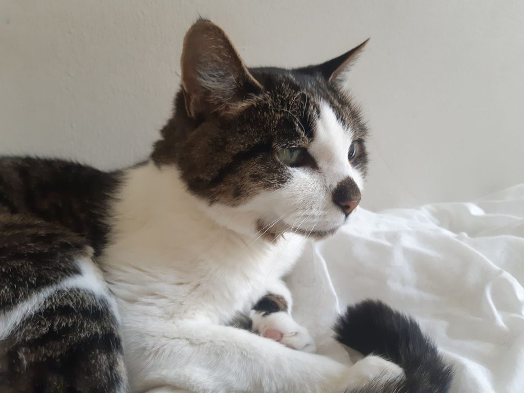 A delightful domestic cat rests on a white bedspread, exuding calm and charm.