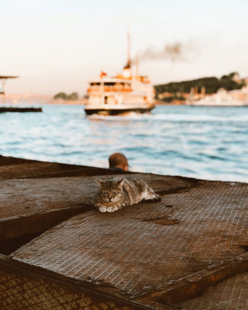 A serene scene of a cat lying on a dock with a ferry and sea in the background, showcasing tranquil coastal life.