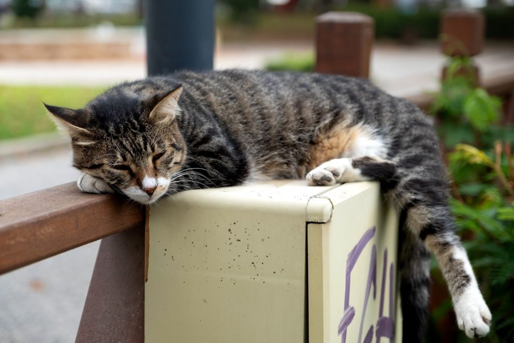 A tranquil tabby cat resting outdoors on a wooden fence during the day.