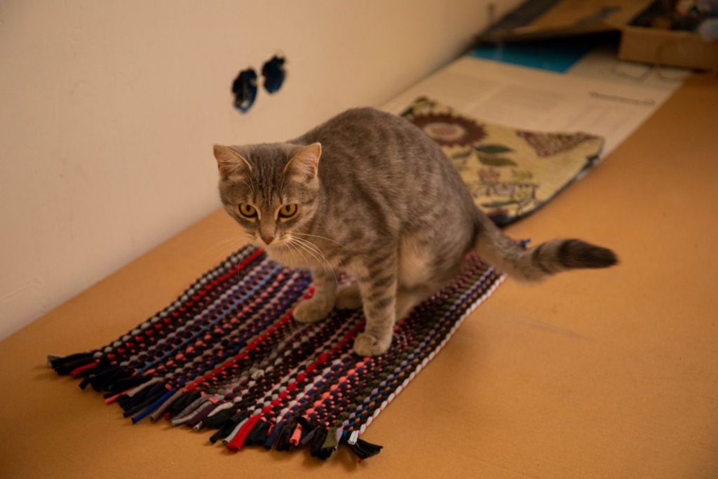 Tabby cat relaxing on a colorful woven rug in a cozy indoor setting.