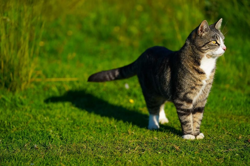 A cute tabby cat with distinctive stripes stands alert on vibrant green grass.
