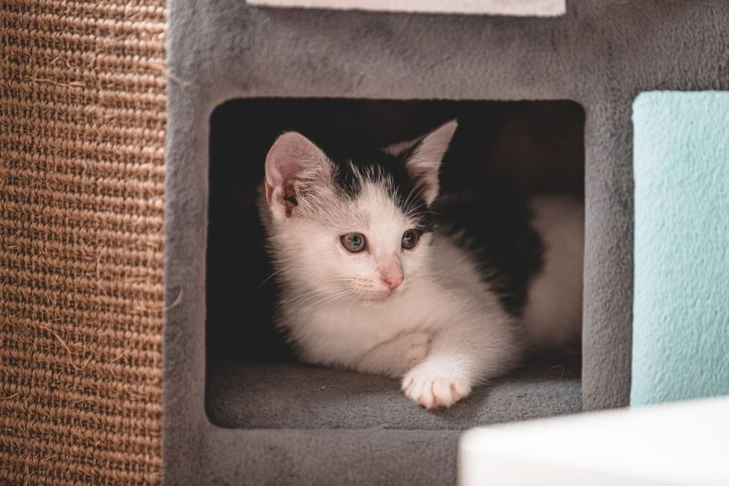 Cute white and black kitten comfortably lounging inside a cozy cat condo.