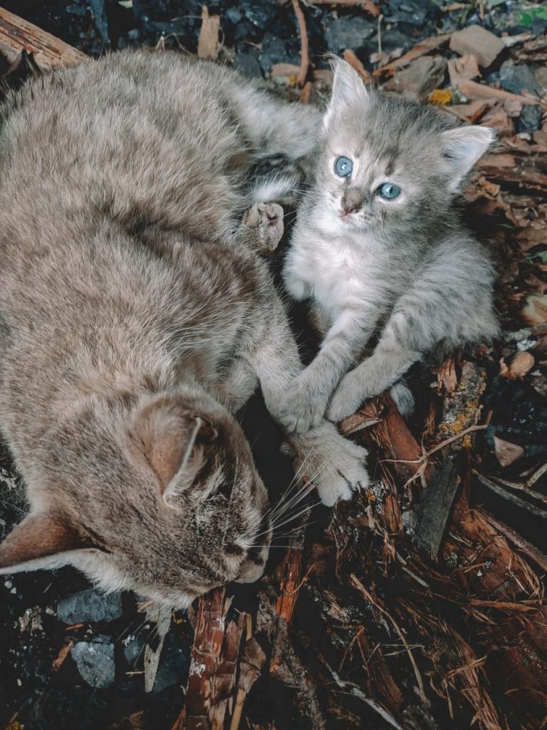 Cute kitten cuddling with adult cat on leaves, showcasing furry bonding.