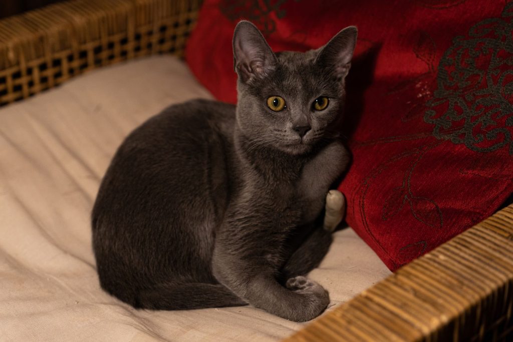Close-up of a Russian Blue cat relaxing on a wicker chair with red cushion.