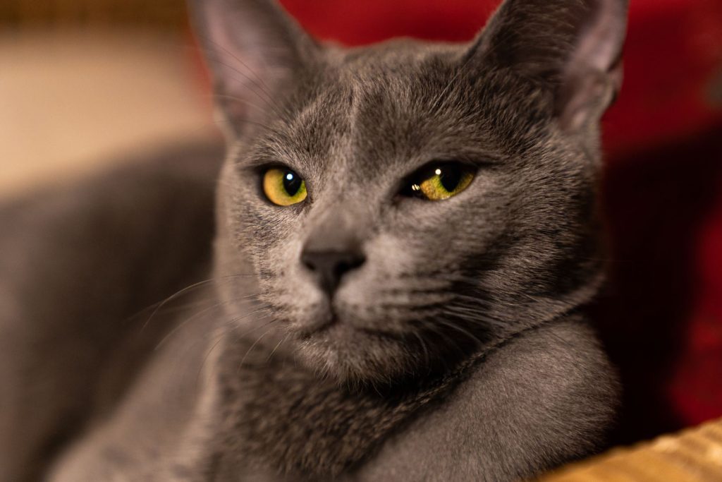Captivating portrait of a Russian Blue cat showcasing its striking yellow eyes and sleek grey fur.