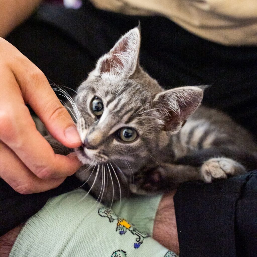 A curious gray tabby kitten playfully interacts with a human hand indoors.