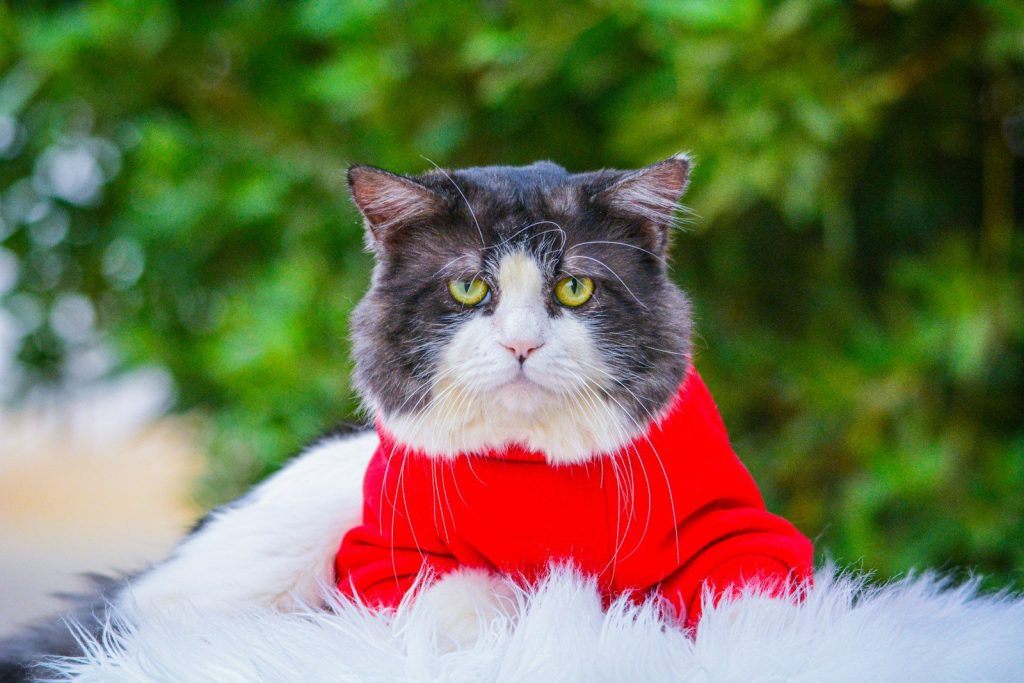 a cat wearing a red shirt and white fur
