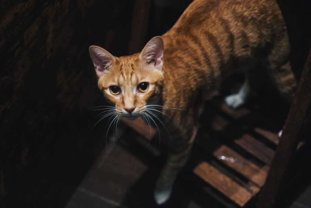 A close-up of a curious tabby cat with striking whiskers indoors.