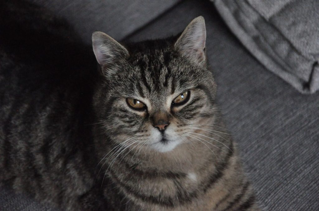A detailed close-up of a relaxed tabby cat lying on a gray couch, looking at the camera.