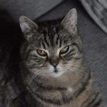 A detailed close-up of a relaxed tabby cat lying on a gray couch, looking at the camera.