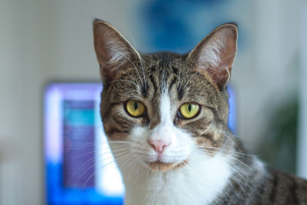 Charming close-up of a tabby cat with striking yellow eyes, perfect for pet-themed content.