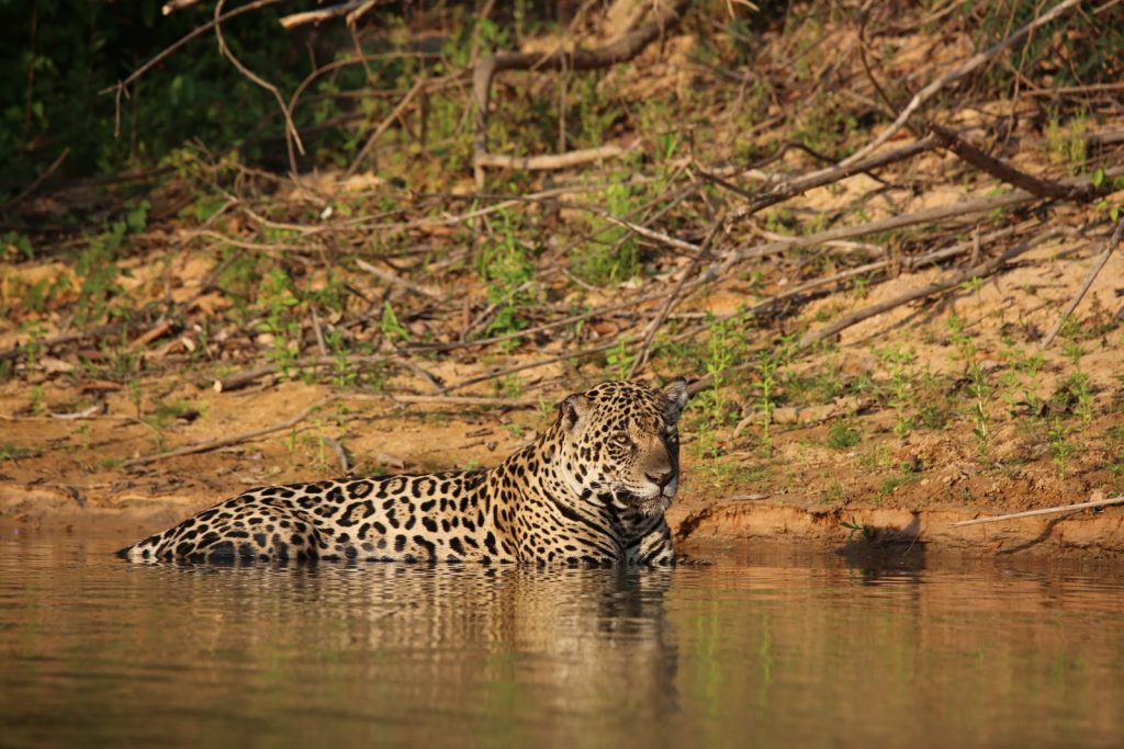 A jaguar resting in a serene river surrounded by lush forest, showcasing its natural habitat.