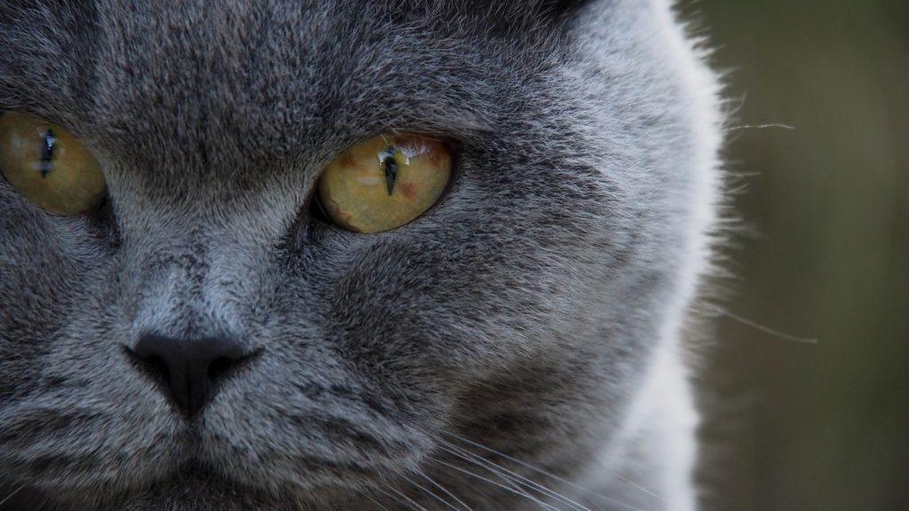 Detailed close-up of a gray domestic cat's face, showing its expressive eyes and fur texture.