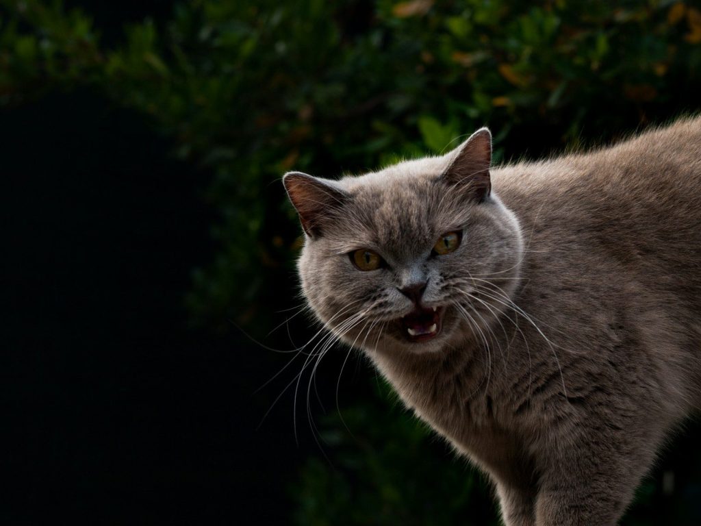 a gray cat with yellow eyes looking at the camera