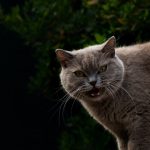 a gray cat with yellow eyes looking at the camera