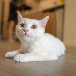 a white cat laying on top of a wooden floor