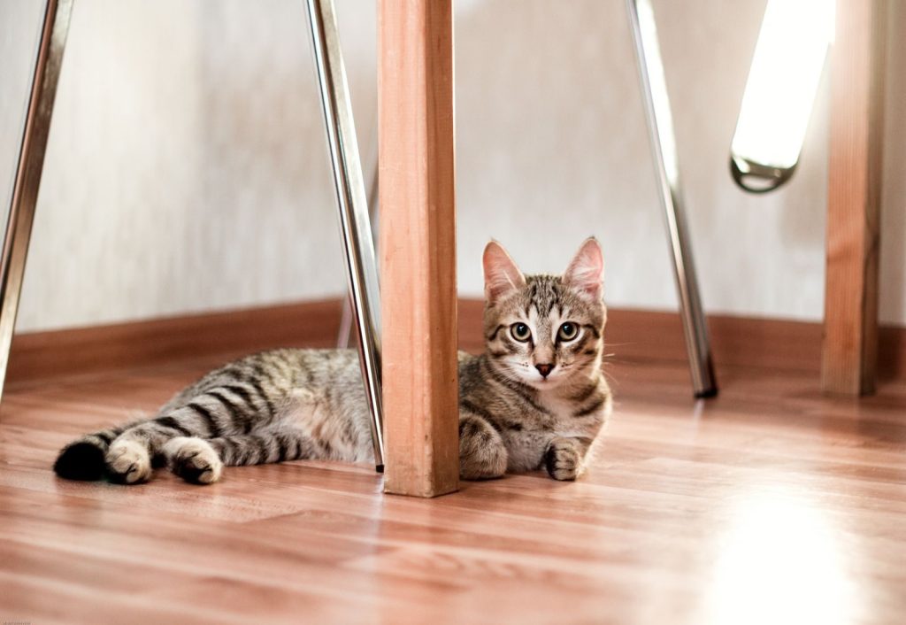 Cute tabby kitten lying on a wooden floor under a table in a cozy indoor setting.