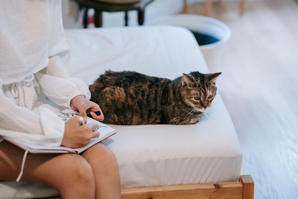 A cozy indoor scene of a tabby cat resting on a bed as a person sketches nearby.