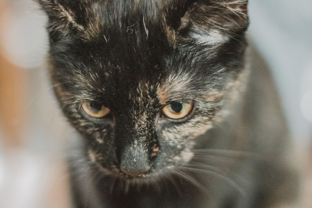 A detailed close-up photo of a tortoiseshell cat staring thoughtfully.
