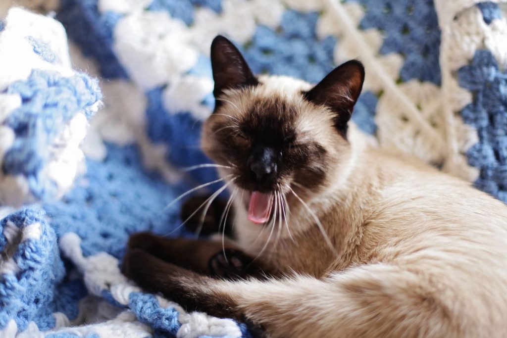 Cute Siamese cat yawning on a fluffy blue and white blanket indoors.
