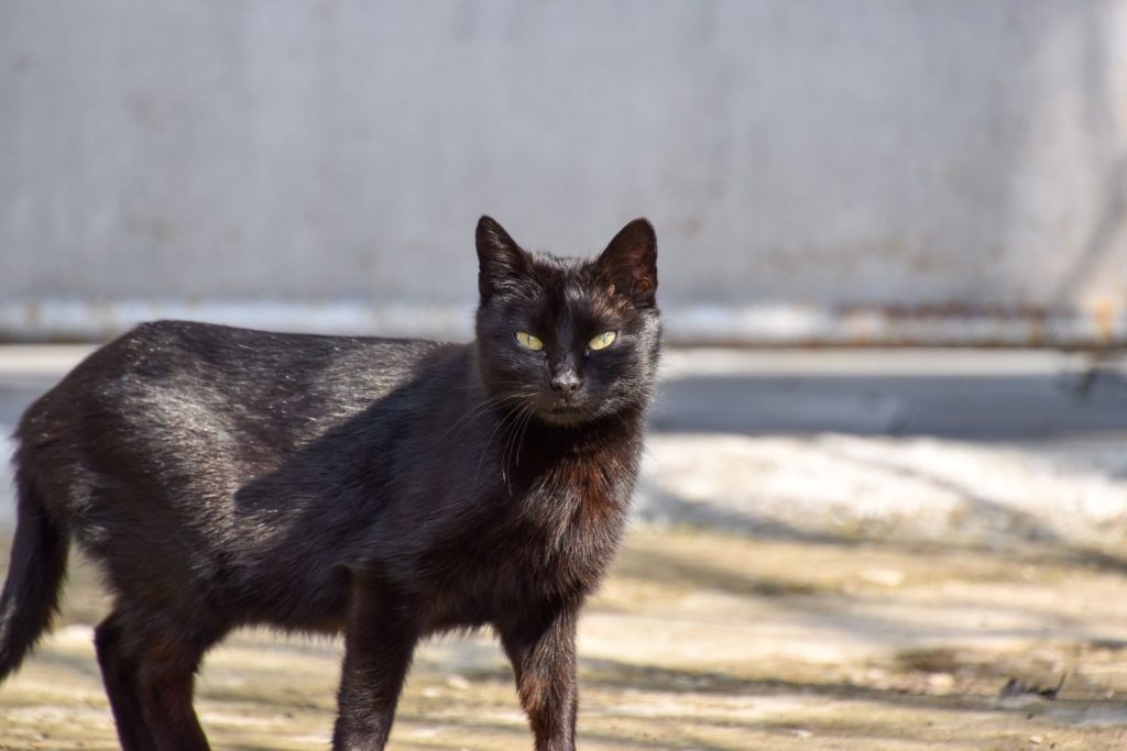 A sleek black cat stands alert, captured in a close-up outdoor setting.