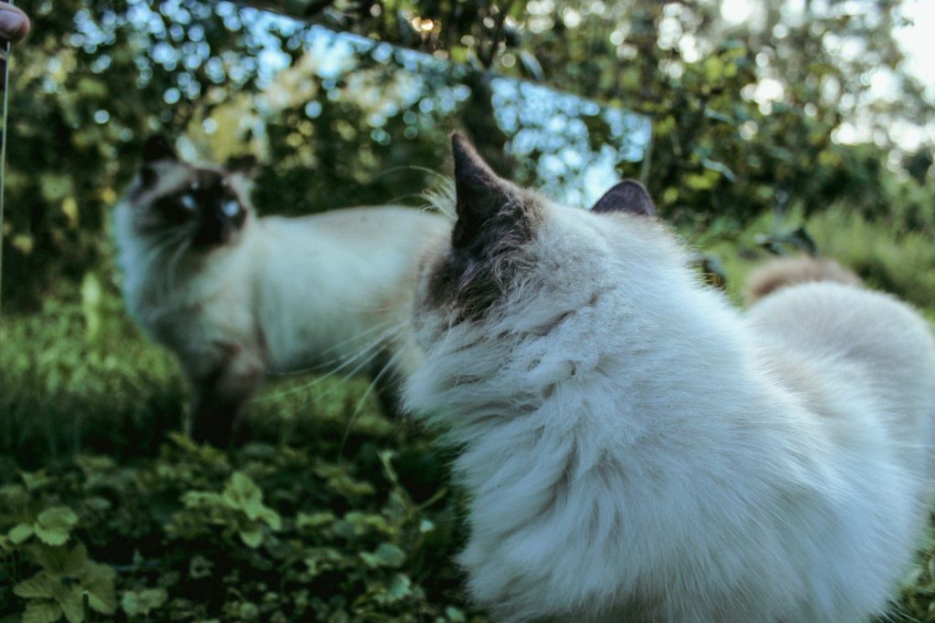 a white cat standing in the grass next to another cat
