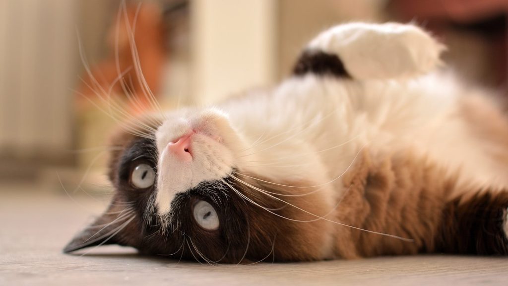 A cat laying on its back on the floor