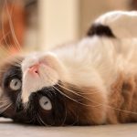 A cat laying on its back on the floor