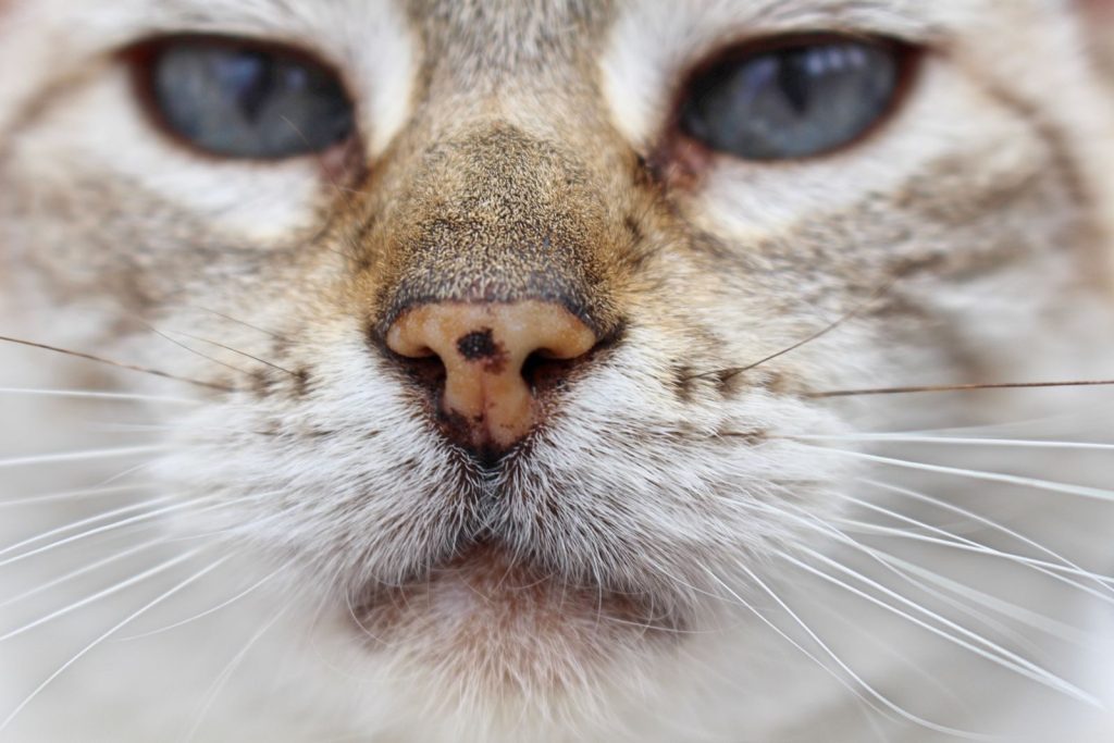 Detailed close-up of a cat's nose and whiskers, showcasing feline features.