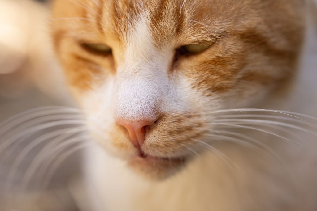 Charming close-up shot of a cute tabby cat with prominent whiskers and serene expression.