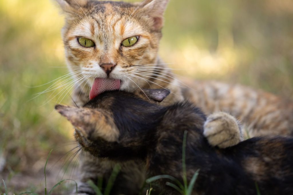 A close-up image of a mother cat lovingly licking her kitten on green grass.